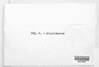 Puccinia discoidearum image